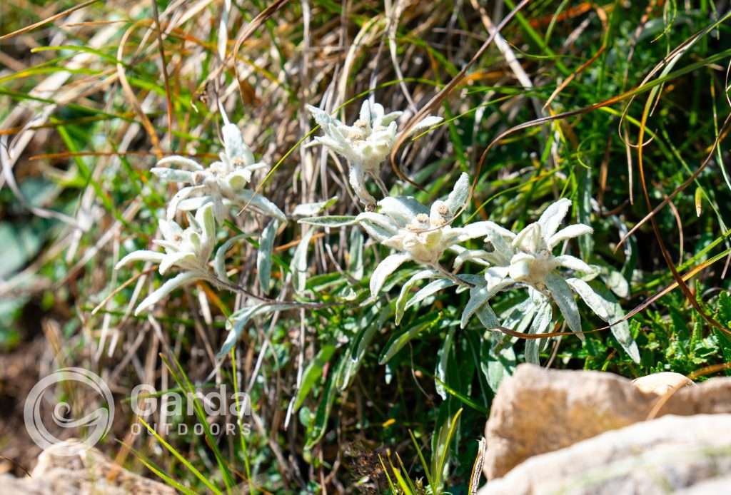 trekking to telegrafo refuge